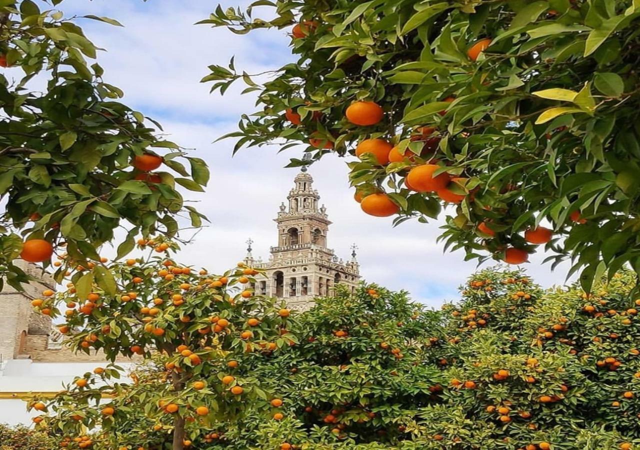 Casa Alfalfa 2 Dormitorios Terraza Y Solarium Privado Sevilla Dış mekan fotoğraf